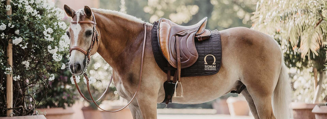 5 Signs Your Saddle Is Causing Pressure Points (And How to Fix It)