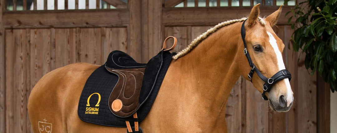 How to Measure Your Horse for a Treeless Saddle: A Step-by-Step Guide